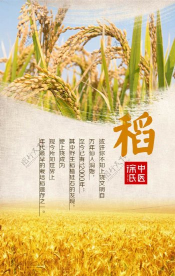 水稻宣传