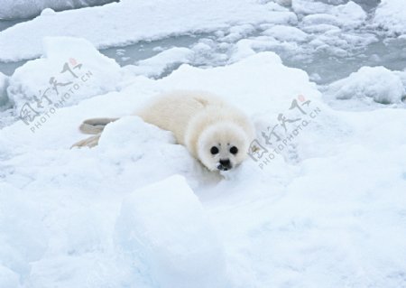 冰雪上的海豹