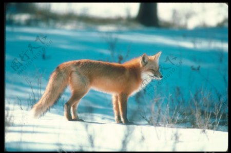 雪地上的狐狸摄影