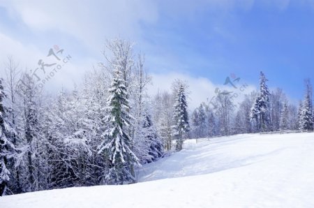 树木雪地风景