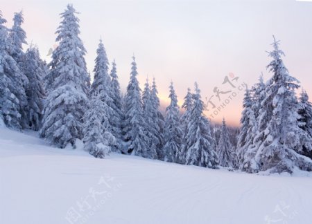 雪地美景与树林风景