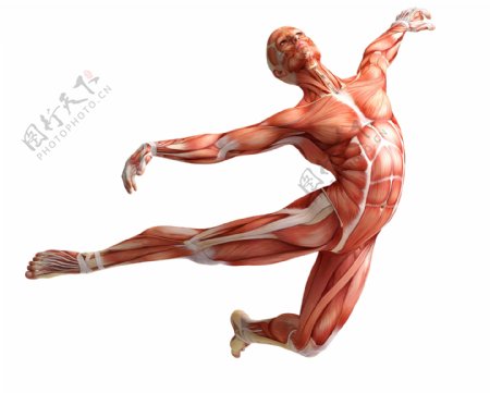 男性肌肉器官图片