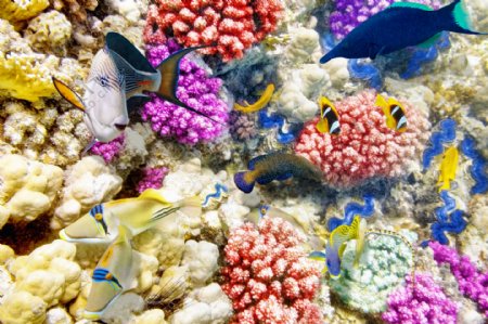 珊瑚与海底鱼群