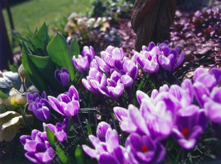 鲜艳紫色番红花图片
