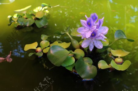 紫色水葫芦花图片