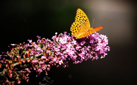 鲜花上的蝴蝶图片
