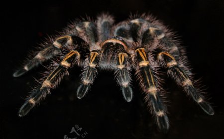 恐怖毒蜘蛛图片