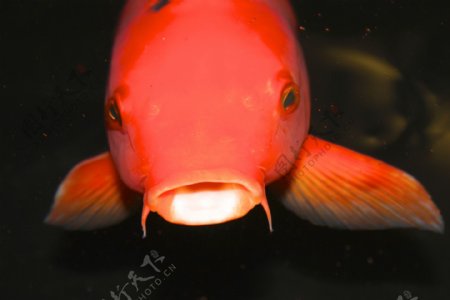 红色锦鲤鱼图片