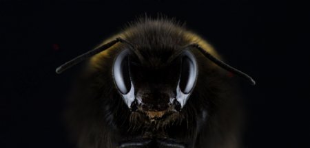 蜜蜂昆虫