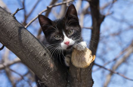 爬到树上的小猫