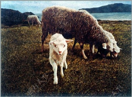羊动物油画西洋美术0012