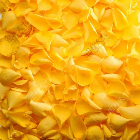 黄色玫瑰花瓣背景图片