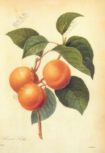 树枝上的杏子装饰画画芯