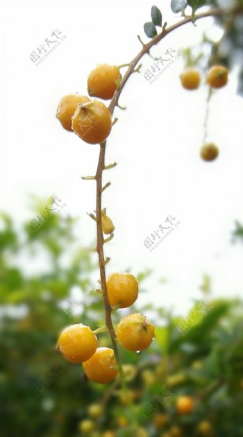 果树果子水果图片