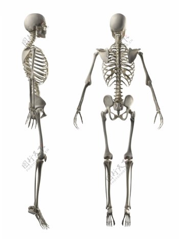 人体骨架骨骼图片