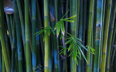 绿色竹子树
