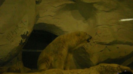 北极熊摄影图片下载
