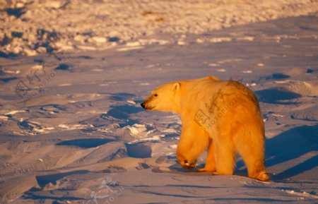 被阳光照射到身体的北极熊