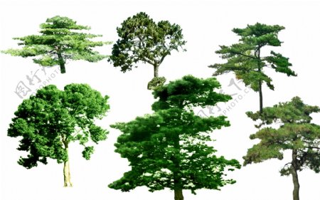 园林景观油松树PSD素材