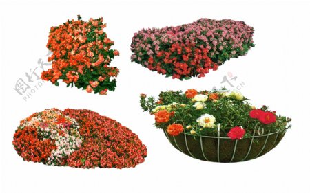 花卉景观素材图片