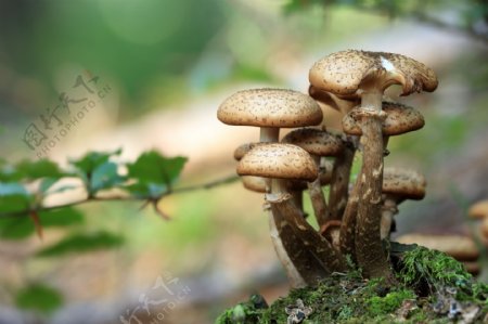 野生真菌蘑菇图片