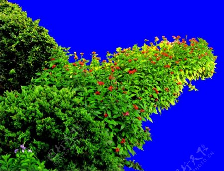 灌木植物贴图素材建筑装饰JPG1969