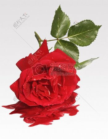 一朵漂亮的红色玫瑰