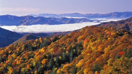 秋天树林云海风景图片