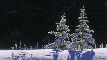 冬天雪地上的树木图片