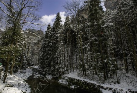 唯美冬季树林风景图片