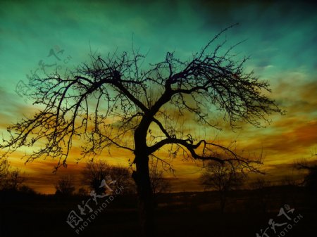 黄昏树木风景图片