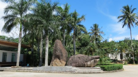 风景椰子树图片