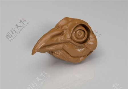 鸟头骨3D打印模型