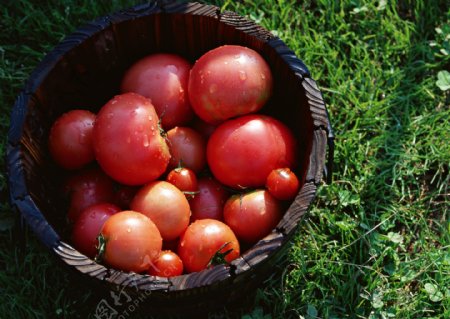 一桶西红柿