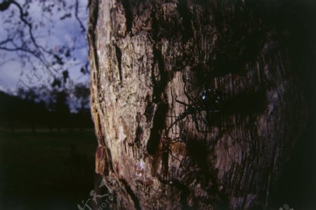 树干上的昆虫摄影