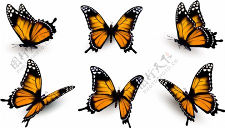 蝴蝶设计图