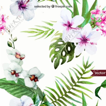 白色扶桑花和蝴蝶兰矢量图图片
