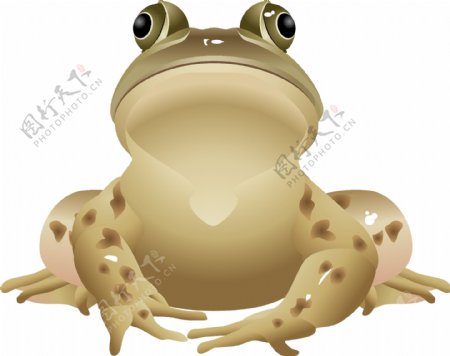 青蛙12