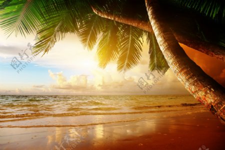 椰树海滩风景