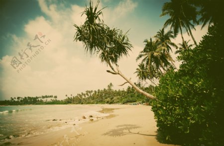椰树海岸景色