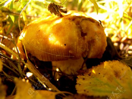 蘑菇风景摄影