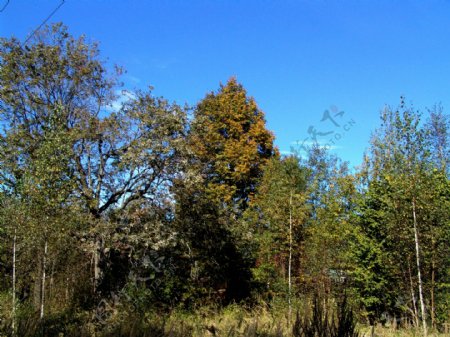 蓝天下的树林风景