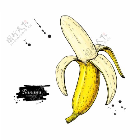 手绘香蕉线稿插画矢量素材下载