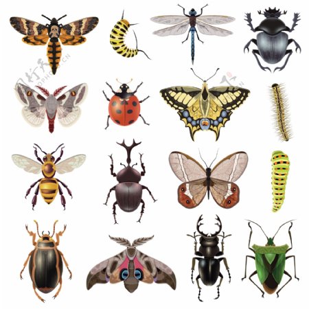 各种形态颜色的昆虫集合
