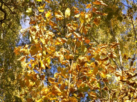 秋天树木黄叶图片
