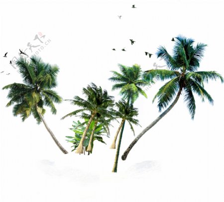 椰子广告设计
