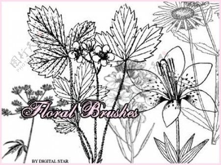 漂亮的植物花纹照片美图背景边框饰品PS笔刷.37