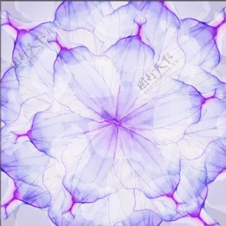 紫色对称花纹