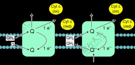 氧化磷酸化的复杂III