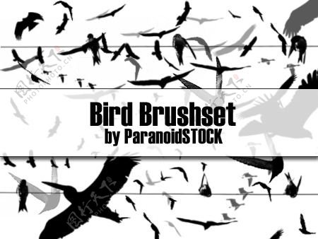 鸟brushset